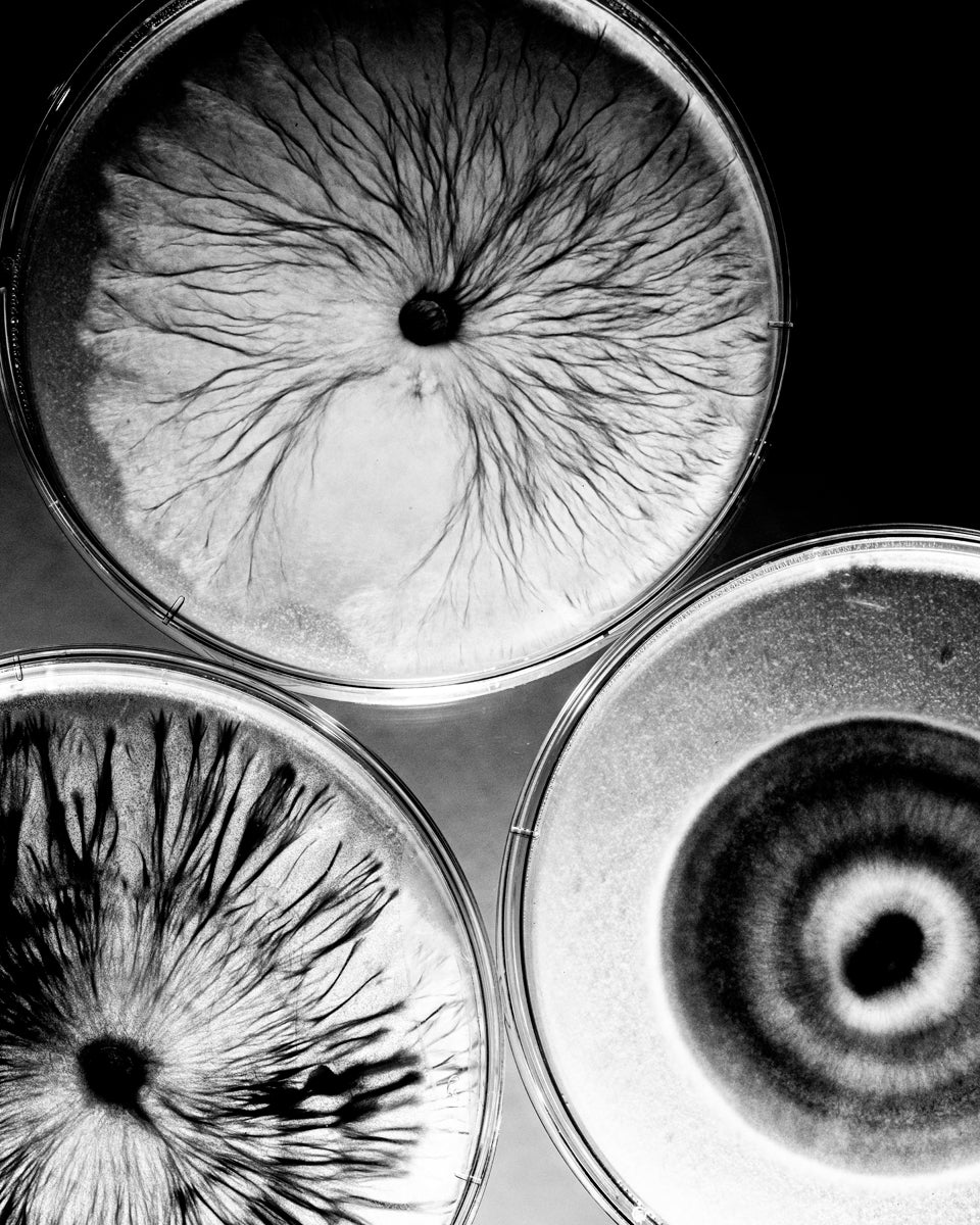 Mycelium